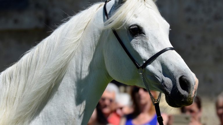 Dans l’Orne, un haras vous fait découvrir ses chevaux